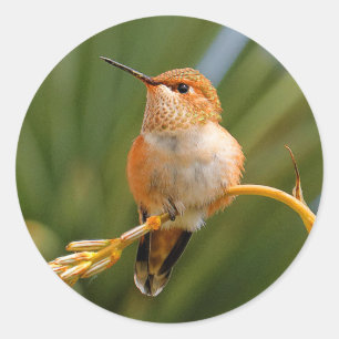 Pegatina Redonda Colibrí espumoso en reposo