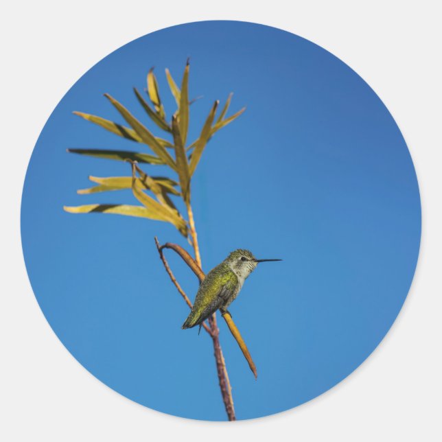 Pegatina Redonda Colibrí hembra (Anverso)