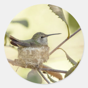 Pegatina Redonda Colibrí hembra en su nido