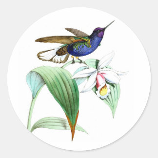 Pegatina Redonda Colibrí no.1 Ave violeta con flor blanca