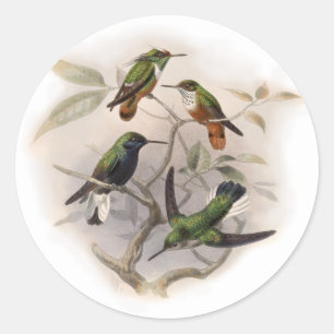 Pegatina Redonda Colibríes en vuelo