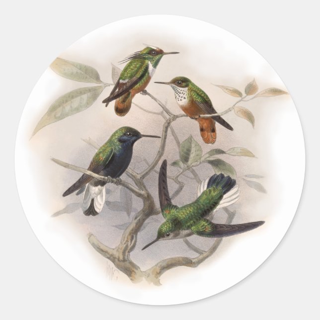 Pegatina Redonda Colibríes en vuelo (Anverso)