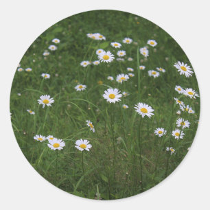 Pegatina Redonda Colina de Daisies