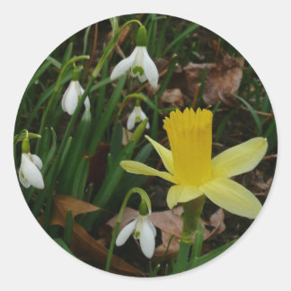 Pegatina Redonda Colirio y floral de primavera de Daffodil