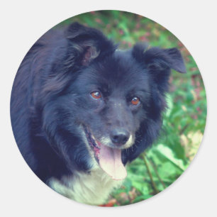Pegatina Redonda Collie de frontera Perro sonriente