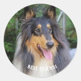 Pegatina Redonda Collie dog Best FRIENDS