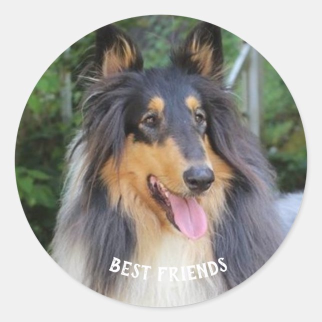 Pegatina Redonda Collie dog Best FRIENDS (Anverso)