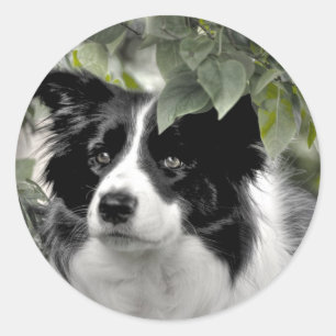 Pegatina Redonda Collie fronteriza en el bosque verde Leafy