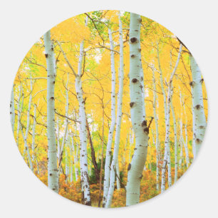 Pegatina Redonda Colores de otoño de árboles de Aspen 1
