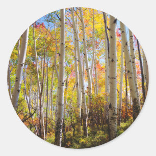 Pegatina Redonda Colores de otoño de árboles de Aspen 5