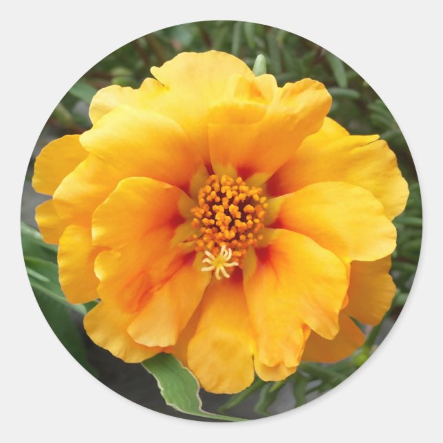 Pegatina Redonda Colores de verano (Anverso)