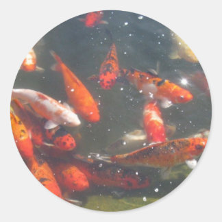 Pegatina Redonda Colorido pescado Koi en un estanque