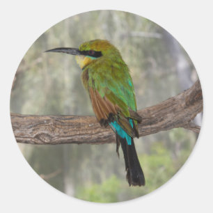 Pegatina Redonda Cometa bee-eater pájaro, Australia