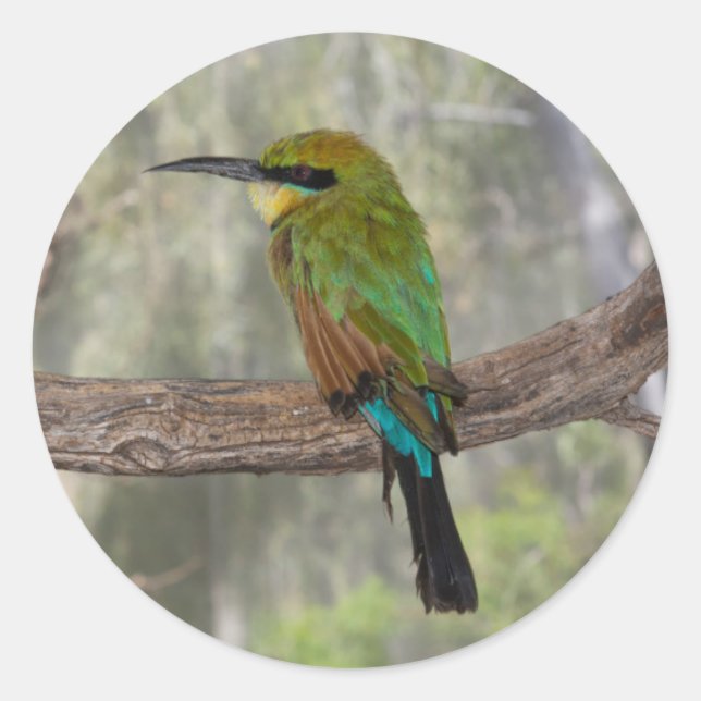 Pegatina Redonda Cometa bee-eater pájaro, Australia (Anverso)