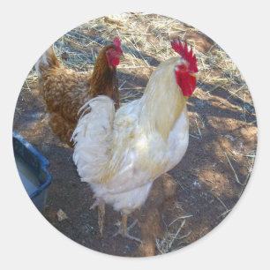 Pegatina Redonda Compañeros de plumas: gallo blanco y su gallina