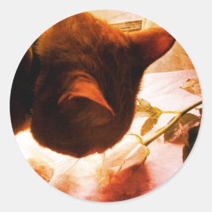 Pegatina Redonda Comprobando los Pegatinas de gatos