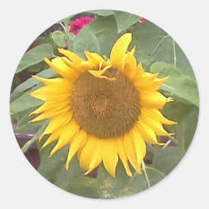 Pegatina redonda con girasol