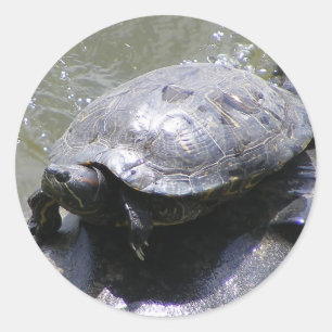 Pegatina redonda con tortuga