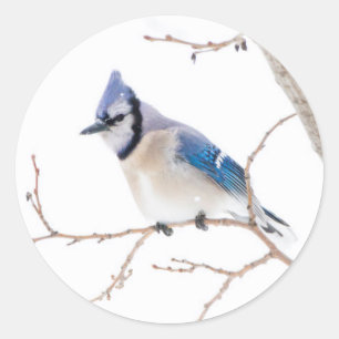 Pegatina Redonda Condado de Wichita, Texas. Blue Jay