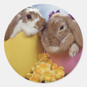 Pegatina Redonda Conejito de pascua lindo dentro de los huevos