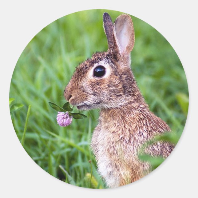 Pegatina Redonda Conejo (Anverso)
