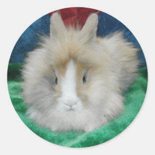 Pegatina Redonda Conejo conejo conejito fluffy Lionhead