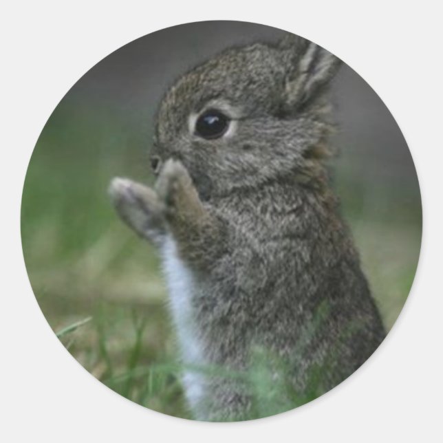 Pegatina Redonda Conejo Cute (Anverso)