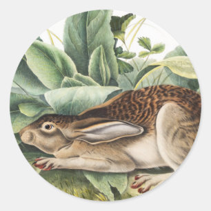 Pegatina Redonda Conejo de liebre de cola negra (Lepus negricaudatu