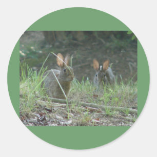 Pegatina Redonda Conejos Salvajes Pareja de Conejo de Cola de Algod
