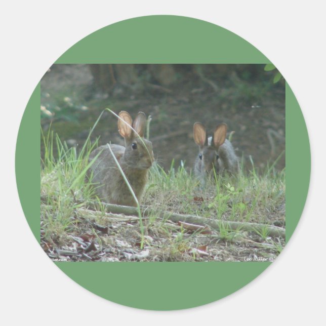 Pegatina Redonda Conejos Salvajes Pareja de Conejo de Cola de Algod (Anverso)