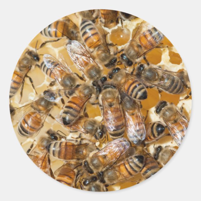 Pegatina Redonda Conservación de abejas en la granja de miel de Arl (Anverso)