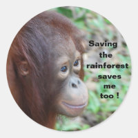 Conservación de la vida silvestre: Orangutanos y s