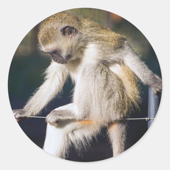 Pegatina Redonda Contemplar mono (Anverso)