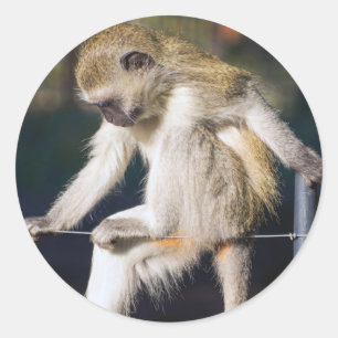 Pegatina Redonda Contemplar mono