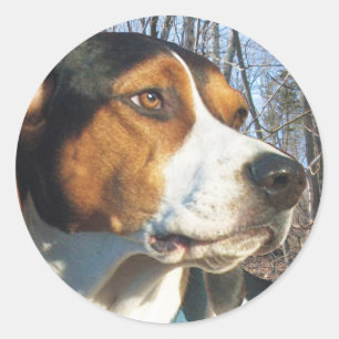 Pegatina Redonda Coonhound del caminante de Treeing en maderas