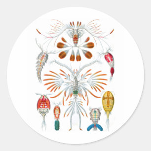 Pegatina Redonda Copepods