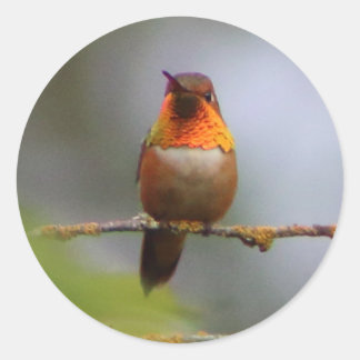 Pegatina Redonda Copper Rufous Hummingbird