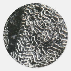 Pegatina Redonda Coral blanco y negro I Resumen foto natural