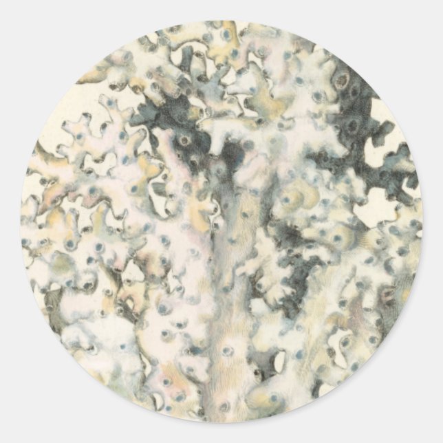 Pegatina Redonda Coral de acuarela antigua (Anverso)