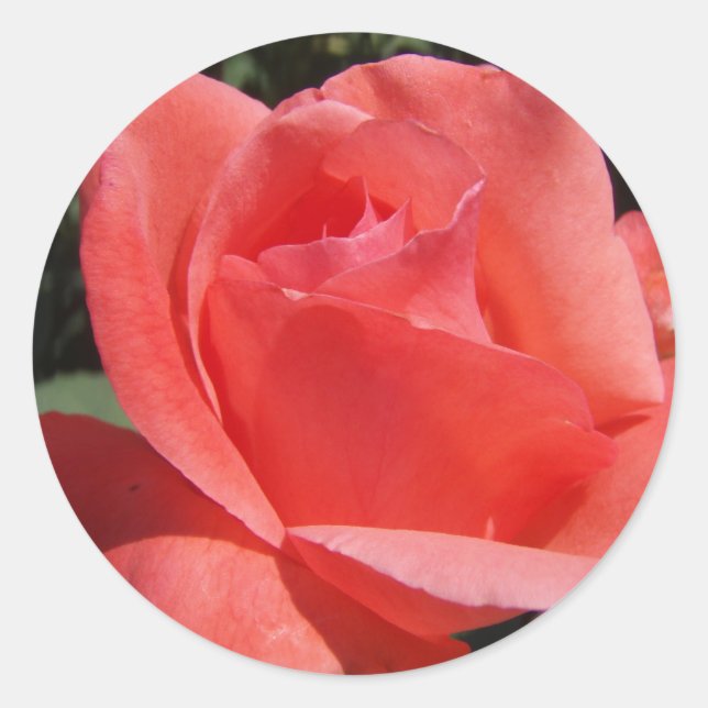 Pegatina Redonda Coral rosa (Anverso)