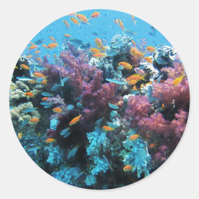 Pegatina Redonda Coral rosa (Anverso)