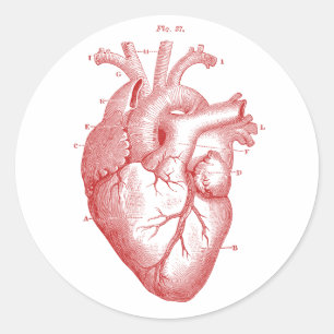 Pegatina Redonda Corazón anatómico