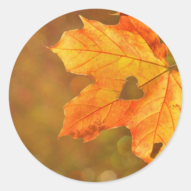 Pegatina Redonda Corazón de hojas de arce (Anverso)