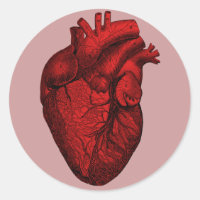 Corazón humano anatómico