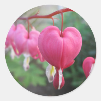 Pegatina Redonda Corazón sangrado (Dicentra)