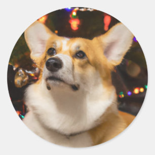 Pegatina Redonda Corgi bajo el árbol de Navidad