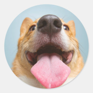 Pegatina Redonda Corgi muy feliz de las imágenes el de Getty