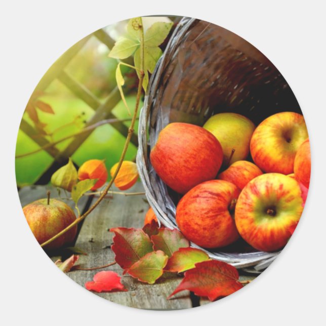 Pegatina Redonda Cosecha de manzanas (Anverso)