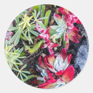 Pegatina Redonda Costa Dudleya En El Mar Nacional De Point Reyes