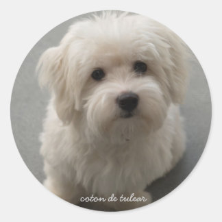 Pegatina Redonda Coton de Tulear